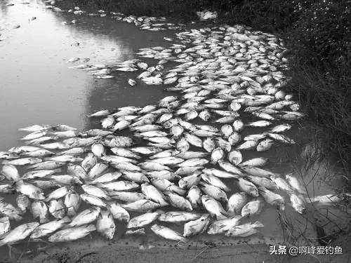 电鱼的危害会不会破坏生态环境,电鱼的副作用和危害