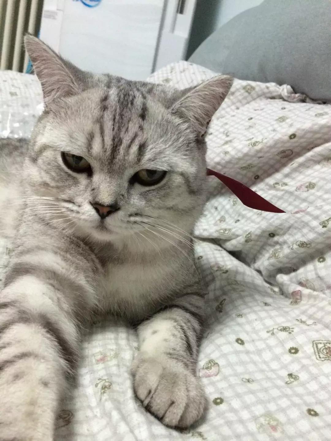 给它们一个家|线上宠物领养日,201903102