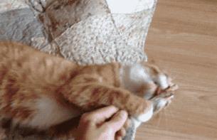 猫咪为什么吸了猫薄荷会那样,猫咪吸了猫薄荷后场面一度失控了