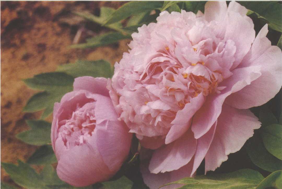 国花牡丹有哪些品种,花有很多种但是牡丹才是真国色