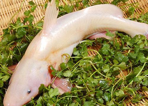 江团适合在什么水面上钓,江团钓技