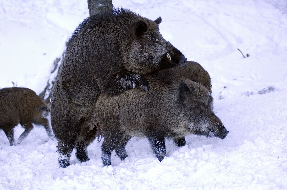 养猪大王2018,养猪大王致富经