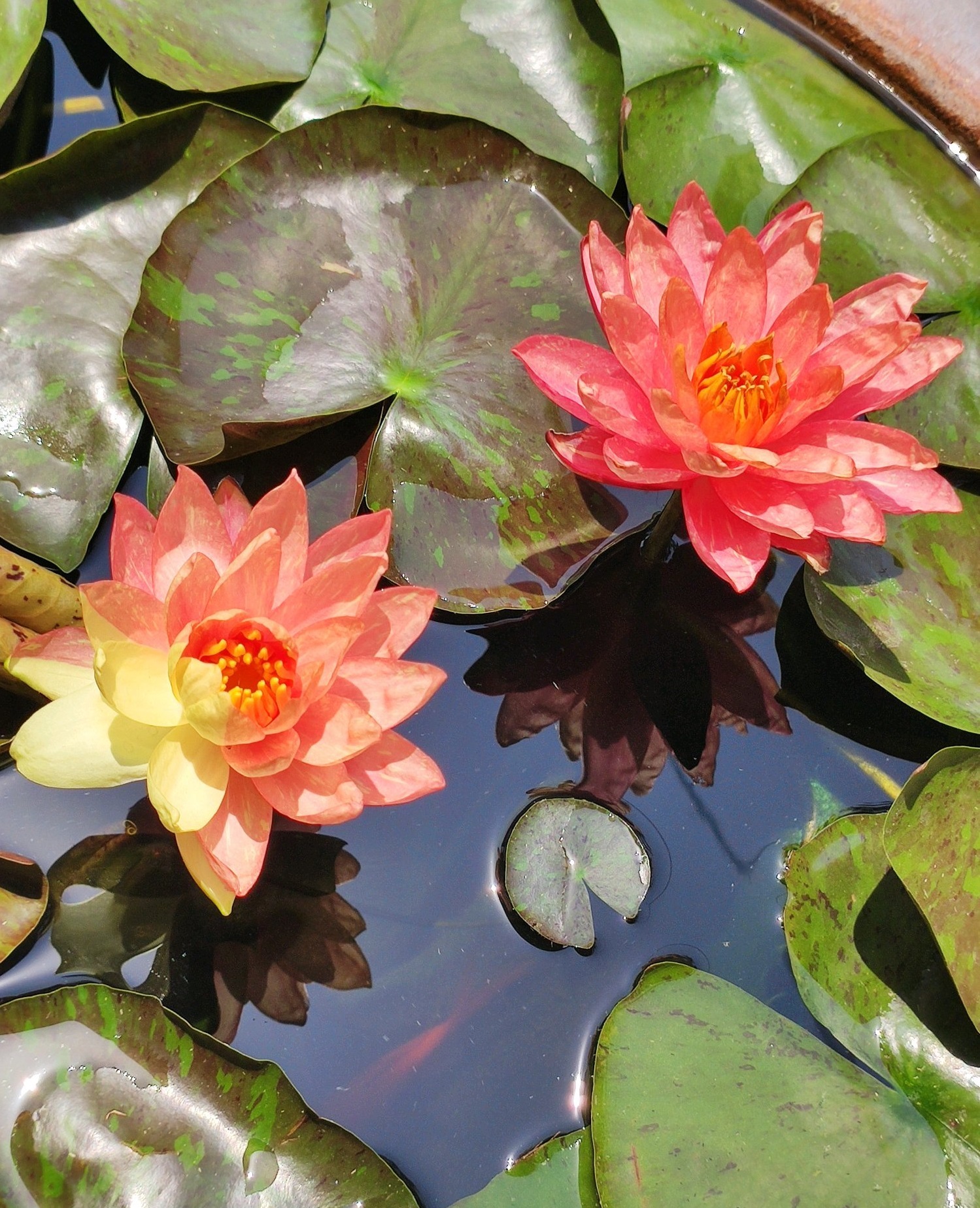 睡莲女王万维莎冬季要引入室内吗,万维莎睡莲图片大全