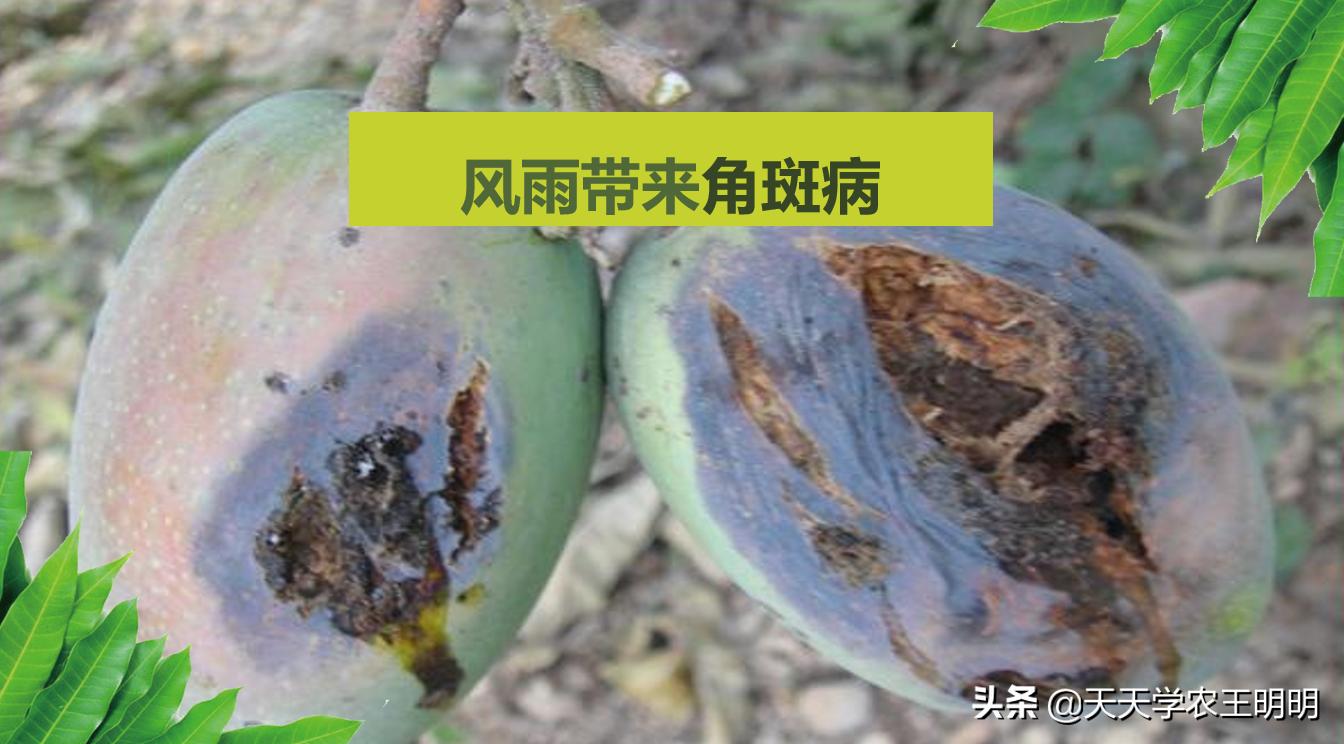 芒果炭疽用什么药,芒果炭疽