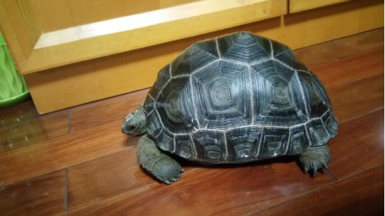 陆龟刚孵化怎么喂养,陆龟小苗怎么养