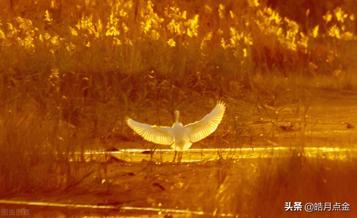 皓月点金黄金白银反弹还是反转,皓月点金什么时候更新