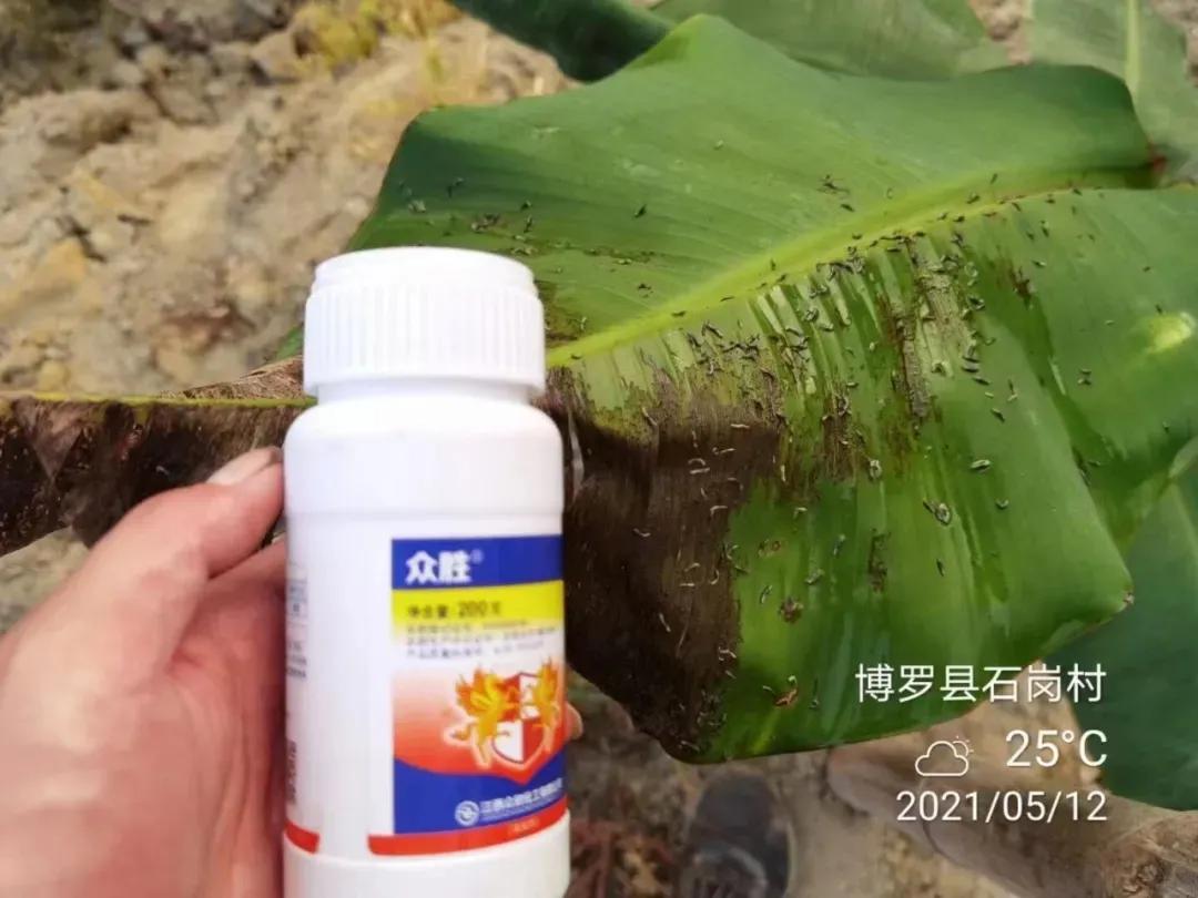 众胜杀虫剂,众胜杀虫剂伤不伤小龙虾