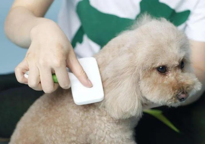 狗狗夏季皮肤病用什么药,狗狗得皮肤癌怎么治