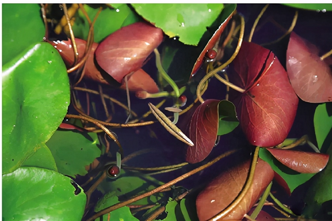 杭州美食莼菜,西湖莼菜的正宗做法配什么