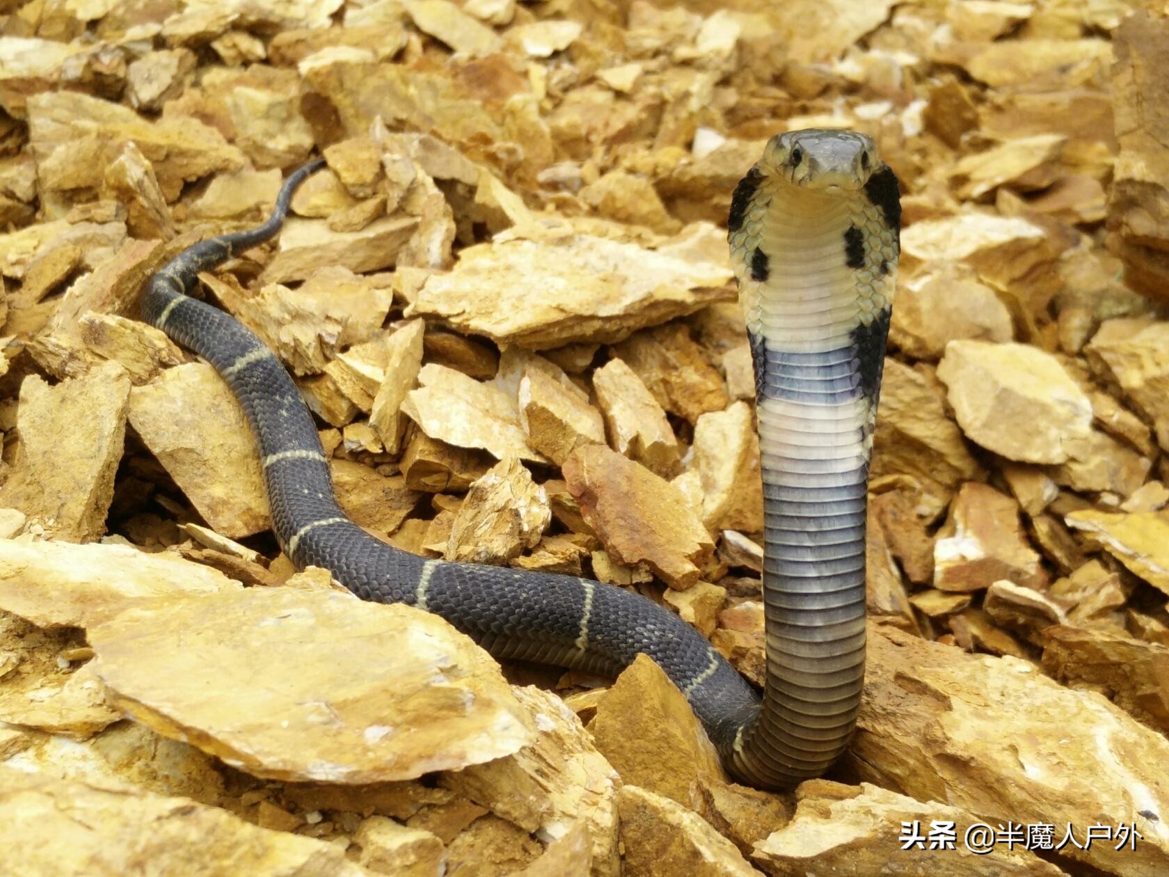 野外生存的知识有哪些,农村常见的蛇类你都认识吗