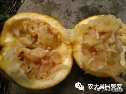 果实蝇危害山楂树吗,防治果实蝇最好方法