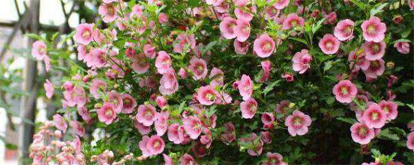 丹麦木槿用大盆还是小盆养,丹麦木槿要怎样养护