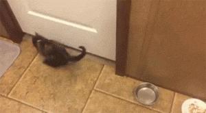 如何让猫咪不怕热,家里没空调猫该怎么办