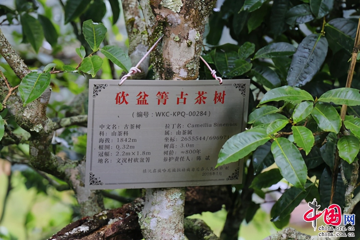 镇沅千家寨普洱茶品牌如何,镇沅八大名山系列普洱茶