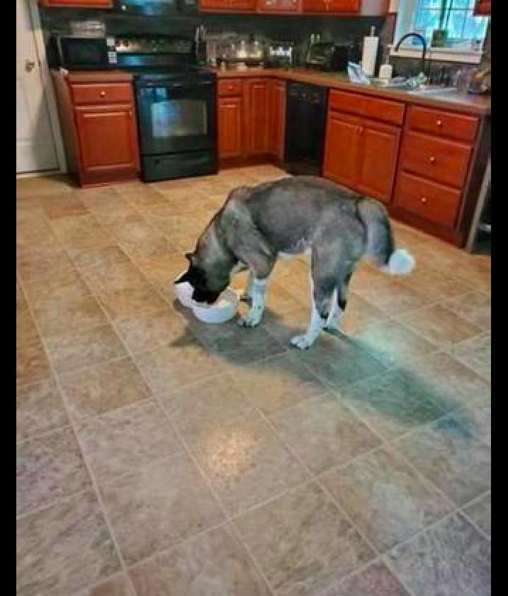 带德牧爬山徒步,德牧爬雪山