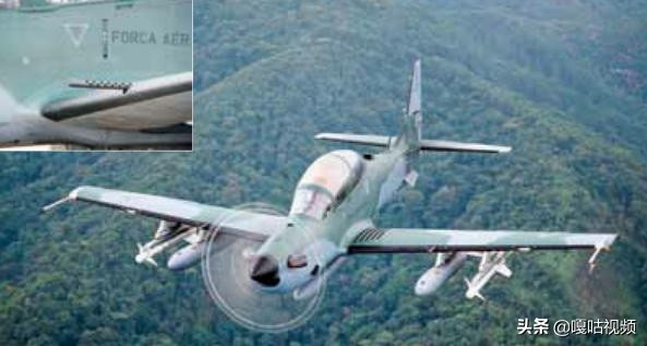 亚马逊巨嘴鸟,巨型巨嘴鸟