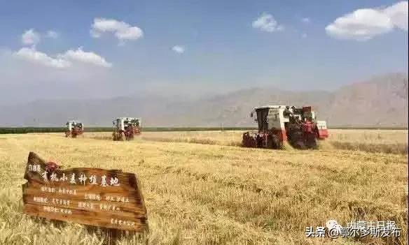 一粒麦子现场,一粒麦子在巴彦淖尔视频