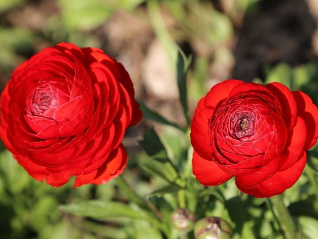 盆栽花毛茛叶片枯萎？别慌，这样处理一下，花毛茛七月也开花