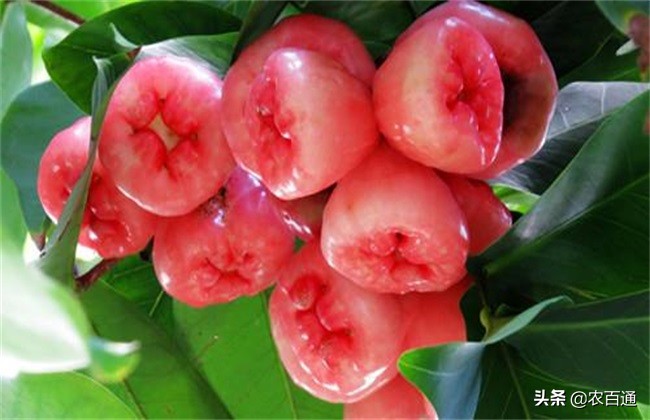 莲雾催花保果技术详解,莲雾冬果如何催花