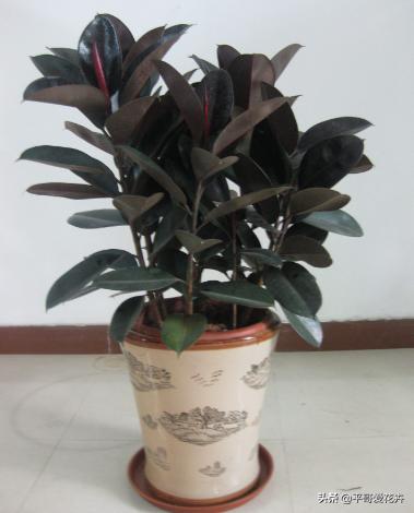 吸甲醛绿植室内组合,适合冬天放客厅吸甲醛的绿植排名