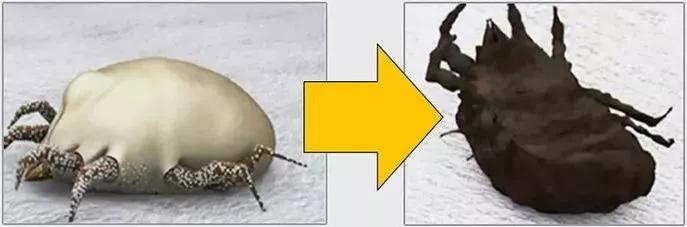 床上螨虫成窝,家里老人小孩老过敏,教你1个土法子,让螨虫消失