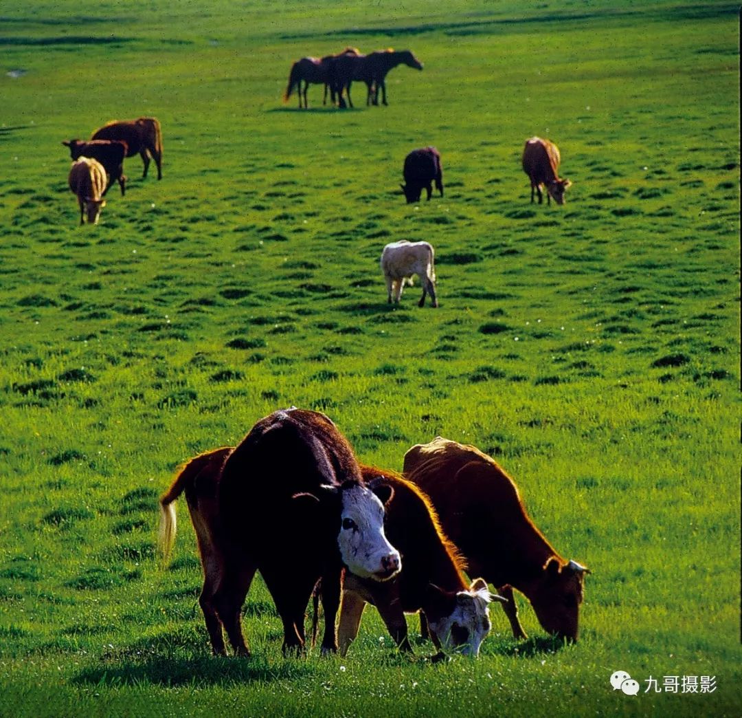 大美坝上草原全景,大美坝上风光系列之一