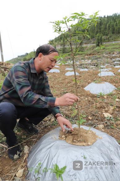 贵州脱贫攻坚五大产业,脱贫攻坚贵州