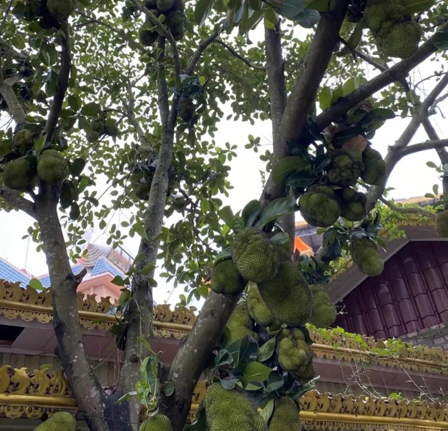 瑞丽一寨两国值得去吗,去瑞丽一寨两国旅游需要护照吗