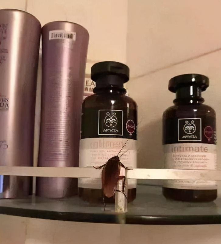 快递里发现蟑螂卵,女子网购衣服发现有蟑螂卵