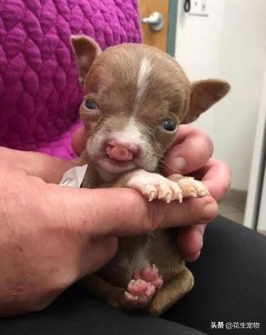 天生唇裂，丑到连亲妈都认不出，这只斗牛犬如今逆袭成白富美