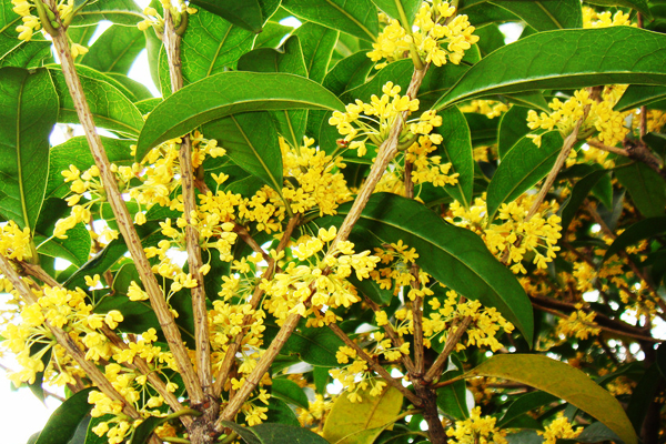 中国十大传统名花的植物文化,简述我国十大传统名花及其花文化