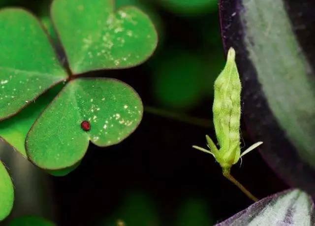 柑橘嫩梢有黑虫怎么回事,柑橘幼果出现黄色斑点是什么原因