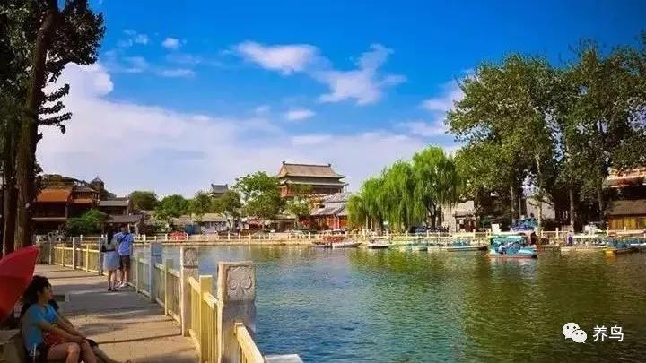 盘鸟小窍门让鸟儿不再怕人,虎头凤怎样盘才不会怕人