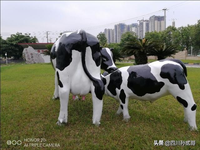 雪宝奶牛场,参观雪兰牛奶工厂心得体会