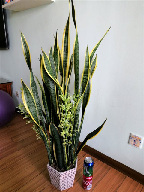 常见的绿植一开花全是好兆头,各种绿植开花代表着什么