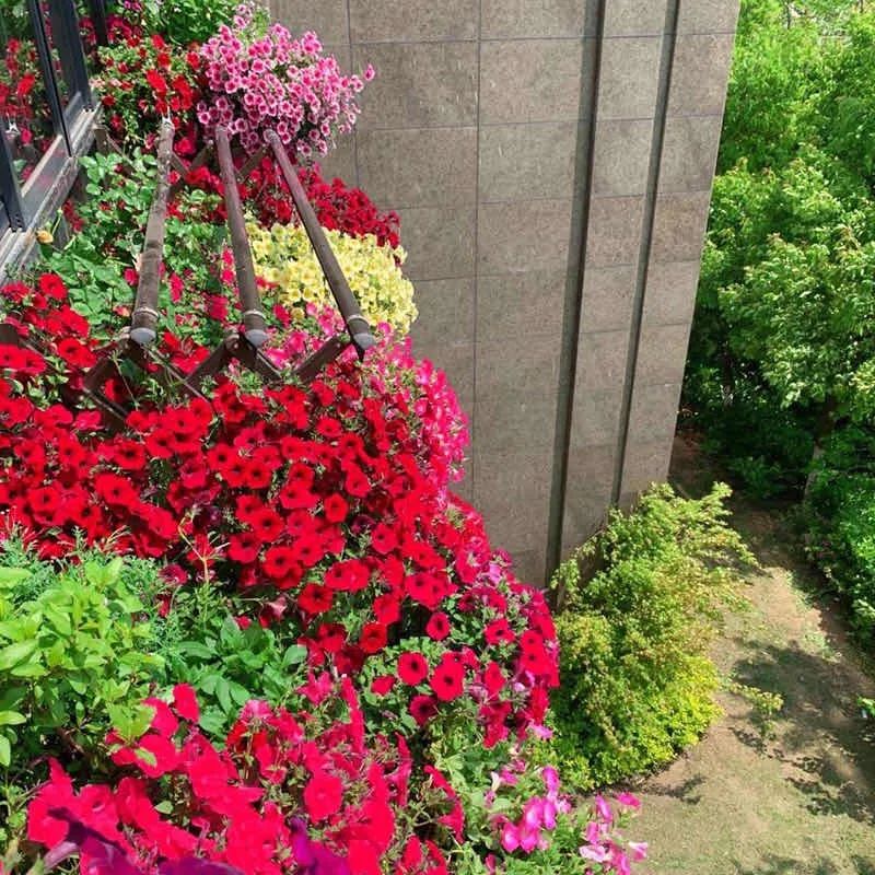 4种花适合秋天养漂亮又好养,庭院养花就养3种花开花多