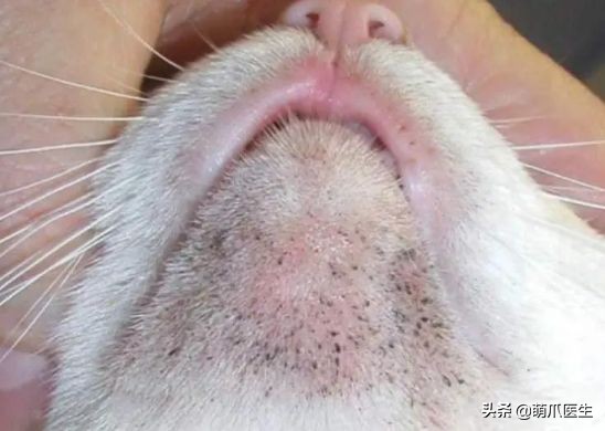 猫咪下巴长了黑头？千万别去抠，那是猫咪患上了毛囊炎的症状