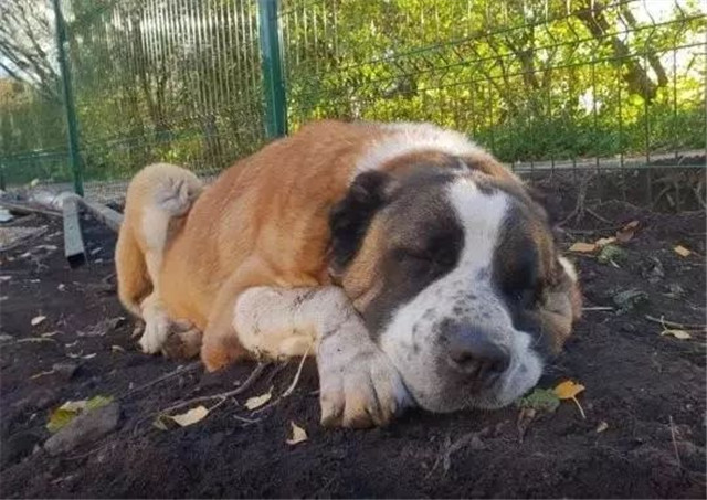 这个12年一轮回的狗年,可能对狗不太友好