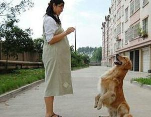 辟谣怀孕不能做的事,官方辟谣怀孕不能养狗