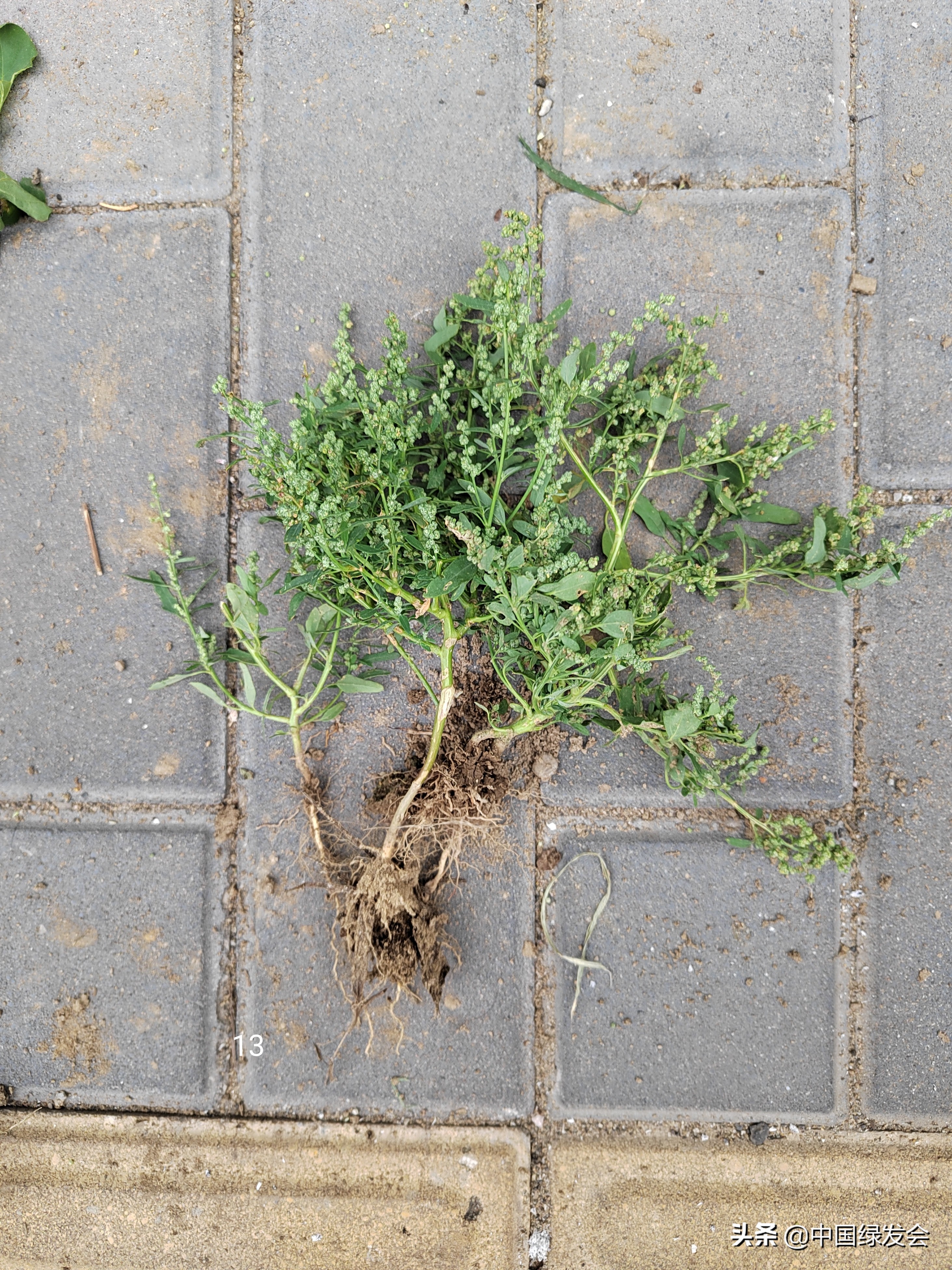 去野草留“精华”，整齐划一的草坪如何体现北京生物多样性？