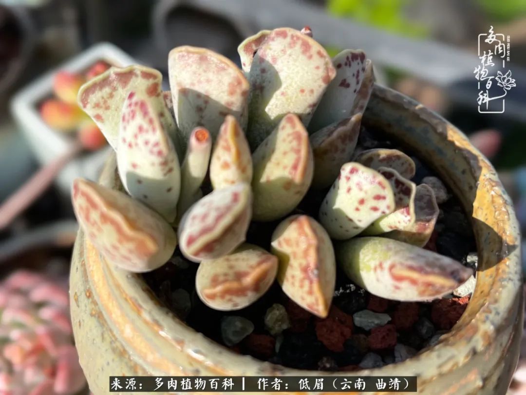 多肉植物百科如何投稿,感谢多肉植物百科的陪伴