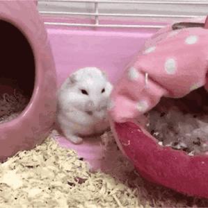 仓鼠最讨厌的是什么水果,仓鼠最讨厌主人的象征