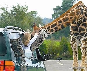 长颈鹿是世界上最高的动物的英文,长颈鹿是世界上最高的动物说说