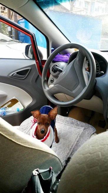 伸舌头的小鹿犬,爱洗澡的小鹿犬