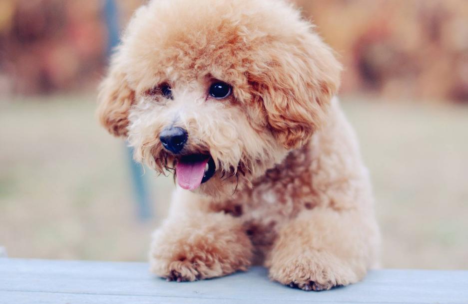 泰迪犬的这6种行为,泰迪犬舔主人真实的几个原因