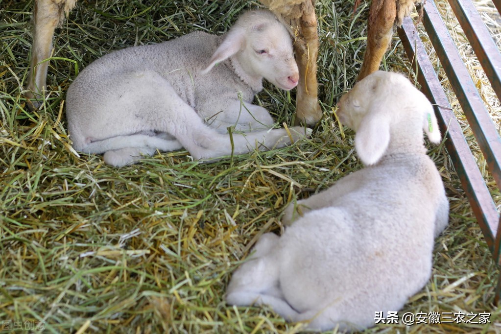 他用三年时间，克服了羔羊“瘫软病”，这个贡献只有养殖人知道