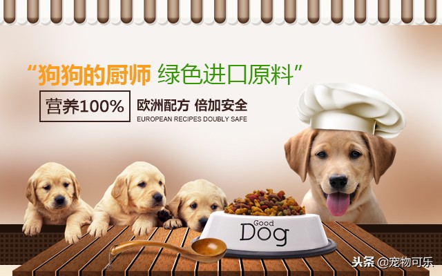 猫狗都爱吃的食物,宠物猫狗补充营养的食物