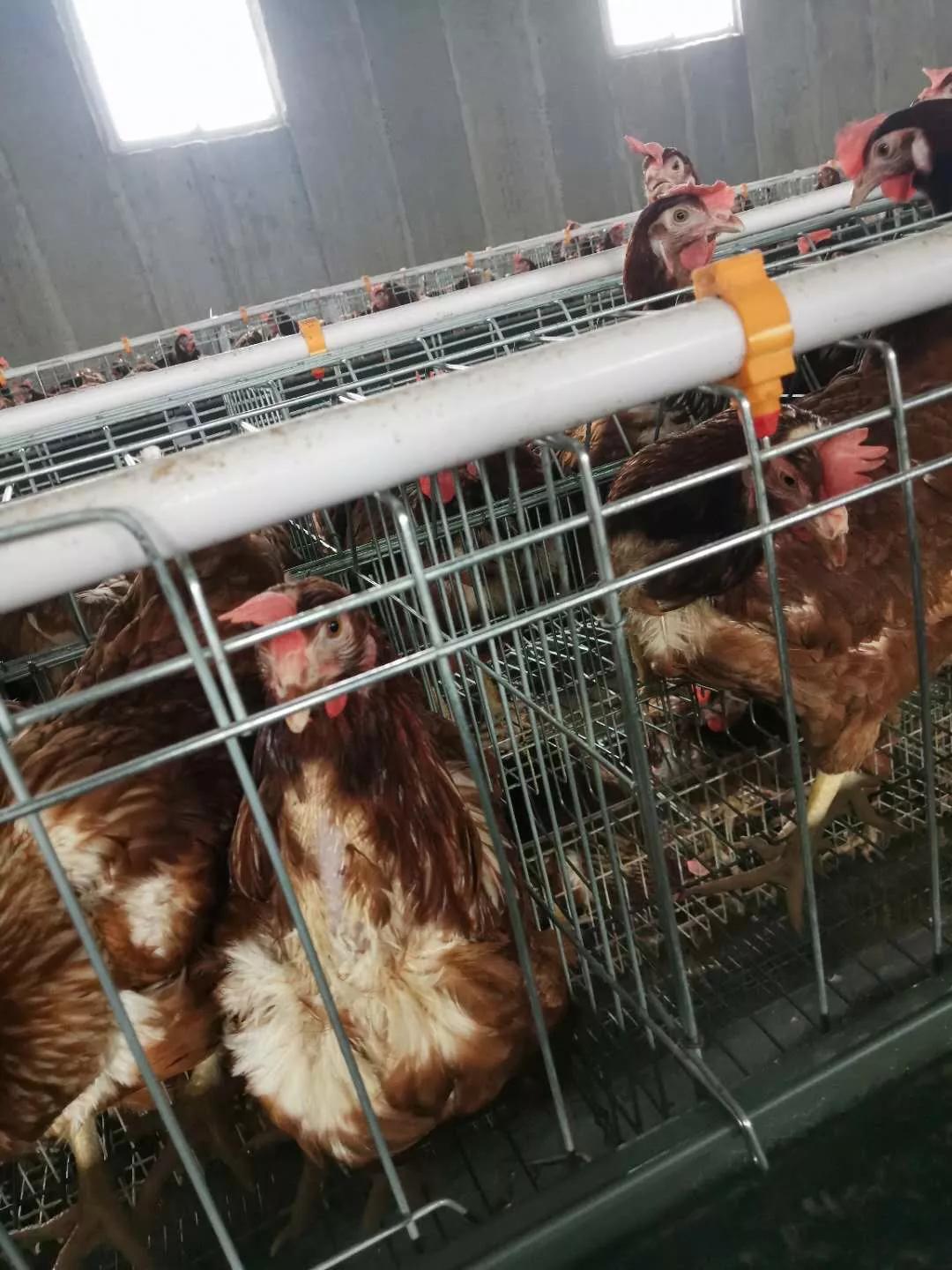 胆汁酸治疗肉鸡营养性腹泻,胆汁酸淤积治疗康复后还会痒吗