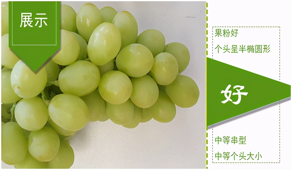 进口提子哪些品种 (进口提子品种及图解)