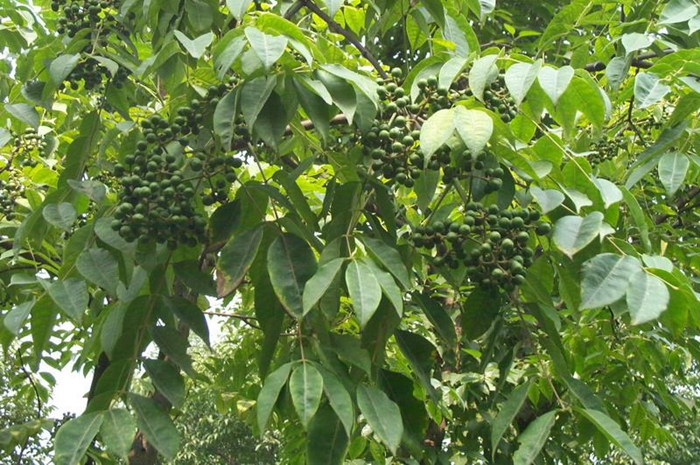 古今中药研究黄柏,中药古今研究连翘